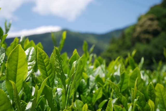 新茶シーズンがやってくる 19 Vol 1 お茶 日本茶の通販 販売 お茶専門店の 茶舗牧ノ原